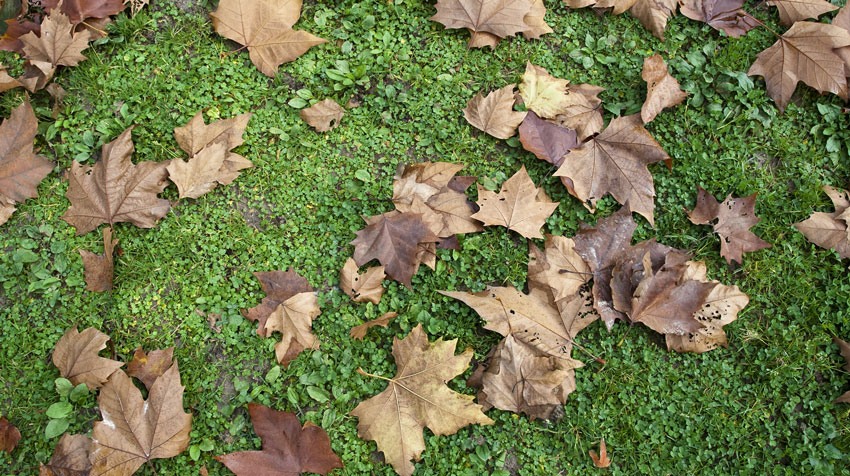Landscaping Services 36 Spring & Fall Cleanup