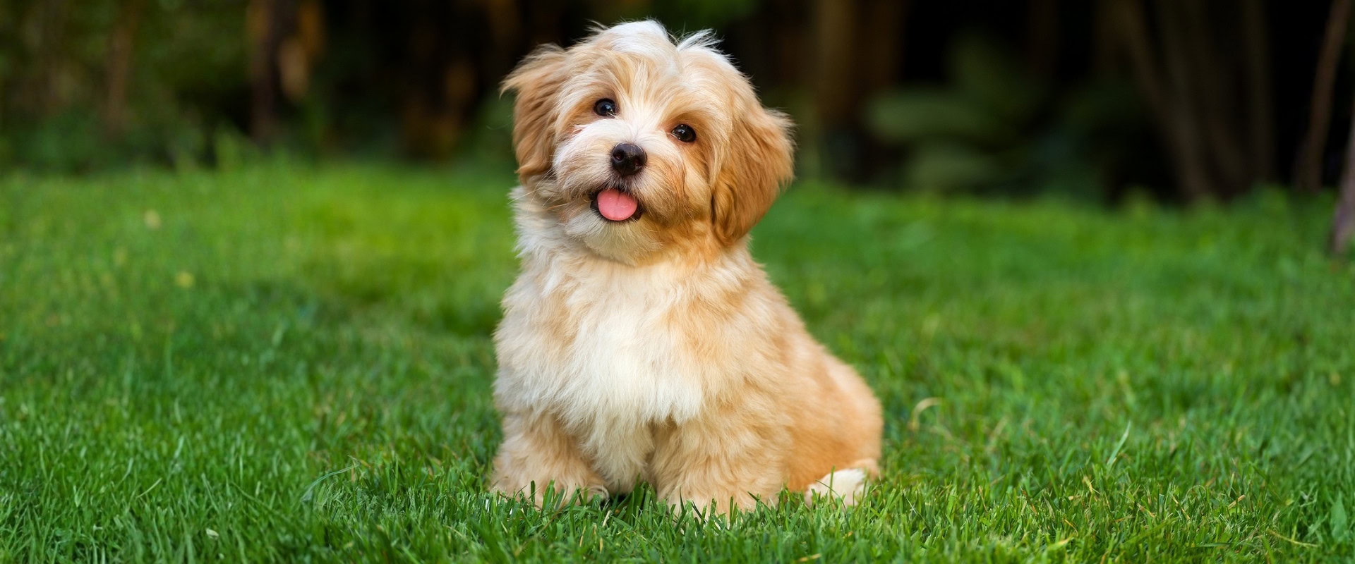 Artificial Turf For Pets