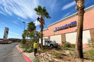 Commercial Palm Tree Service Lv
