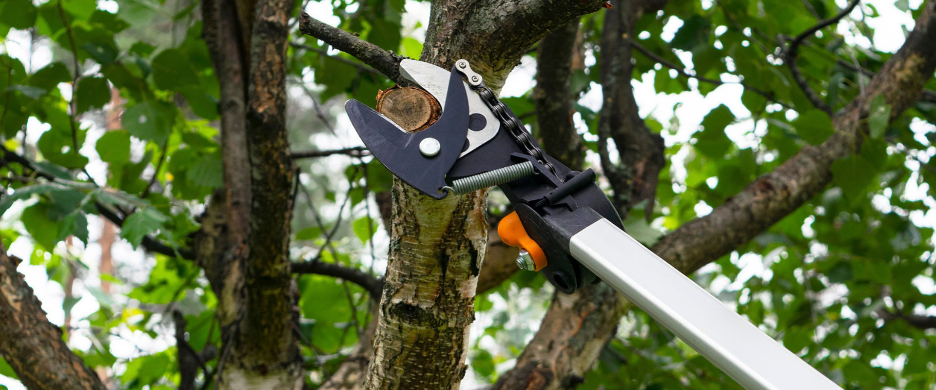 Fruit Tree Pruning