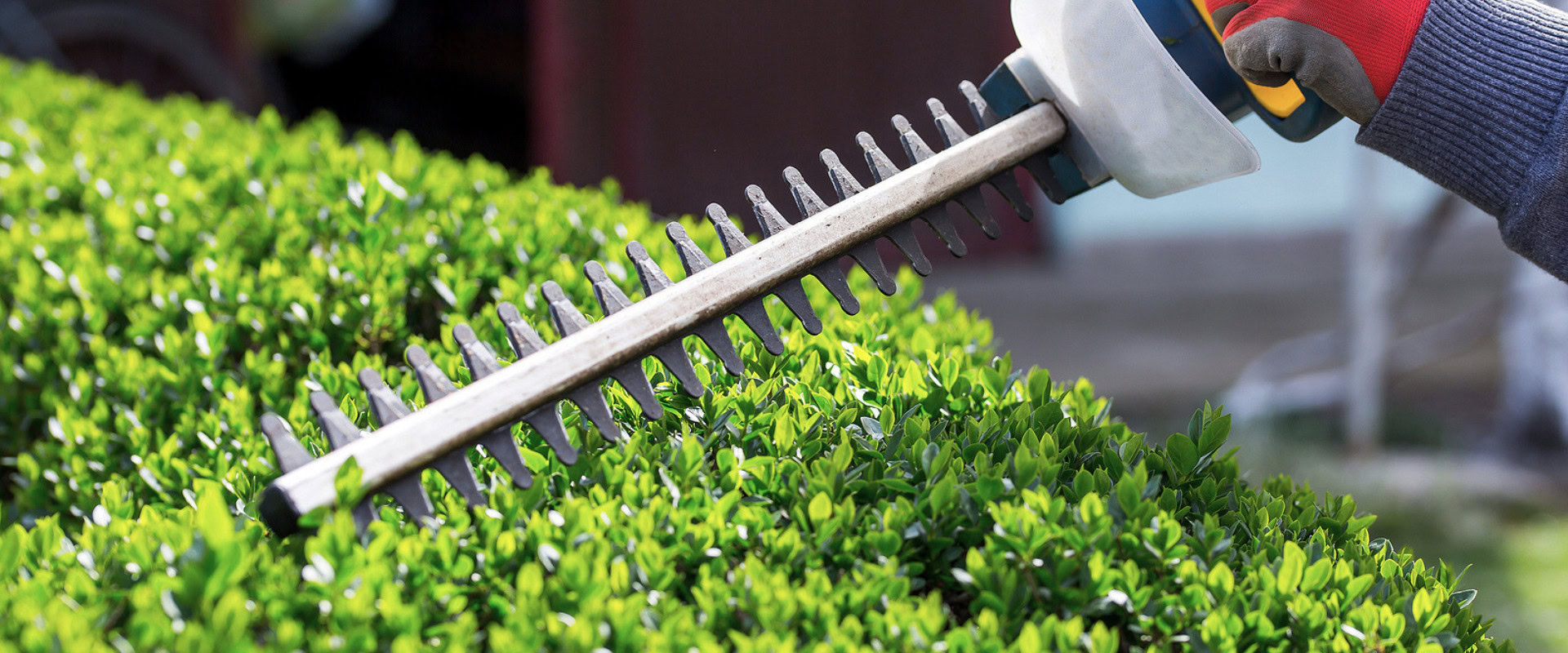 Pine Tree Pruning