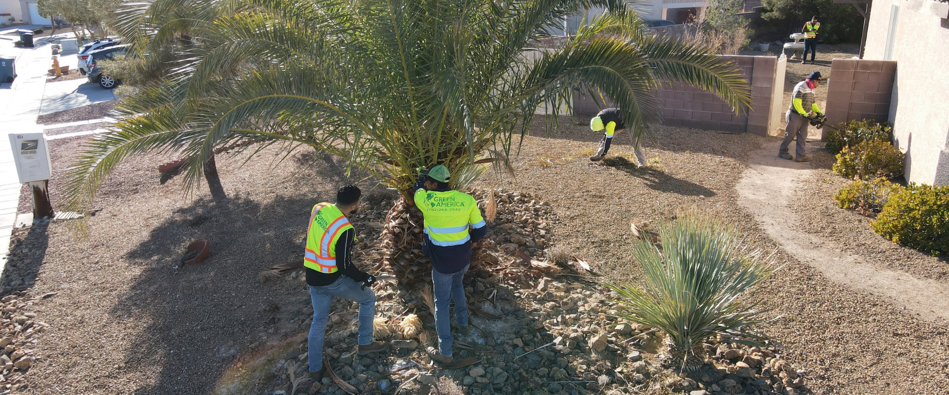 Plan Installation And Care