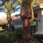 Green American Tree &Amp; Landscaping