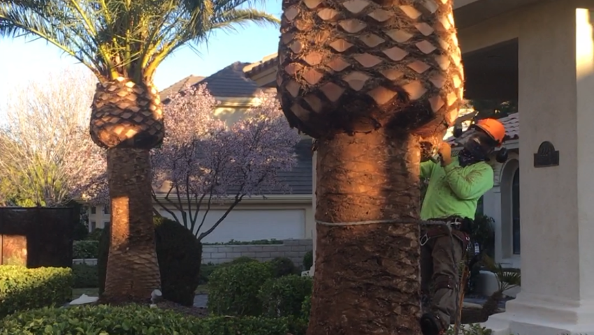 Should Palm Trees Be Skinned?
