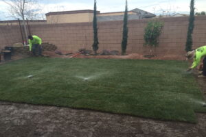 Drip Irrigation Systems Vs Sprinklers