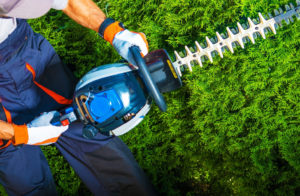 Pine Tree Trimming Las Vegas. Green America Tree &Amp; Landscaping Llc Landscaping.